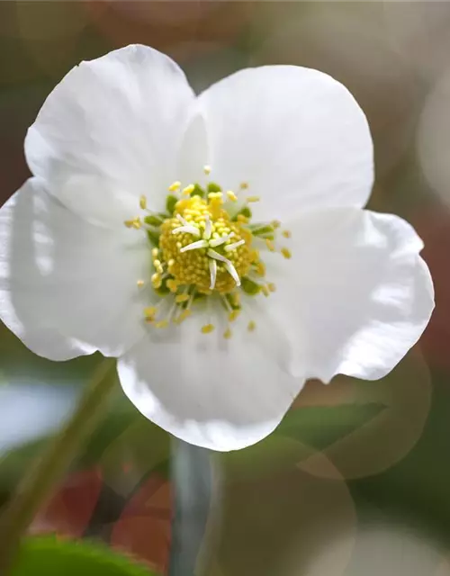 Helleborus niger