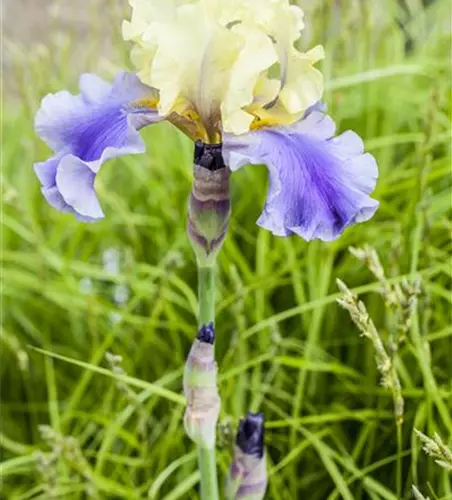 Iris x germanica