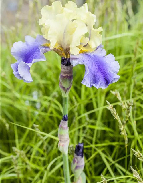 Iris x germanica