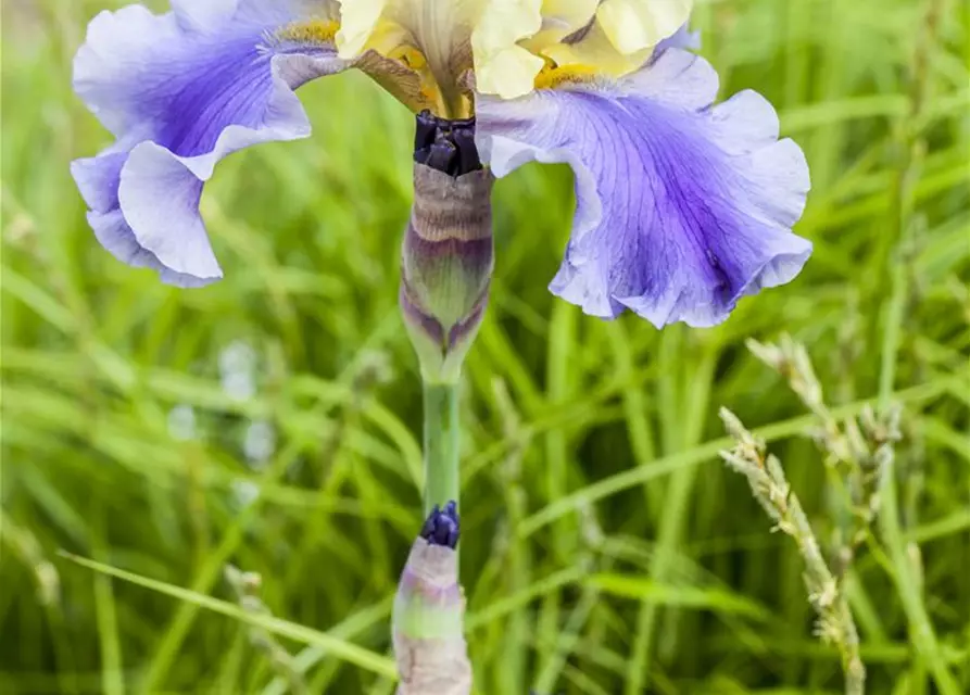 Iris x germanica