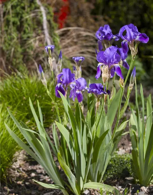 Iris x germanica