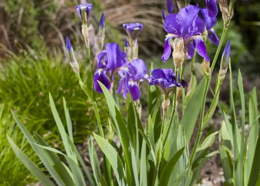 Iris x germanica