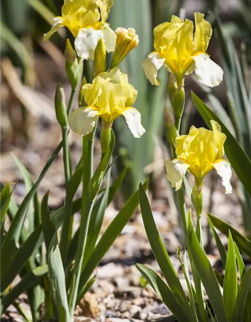 Iris x germanica