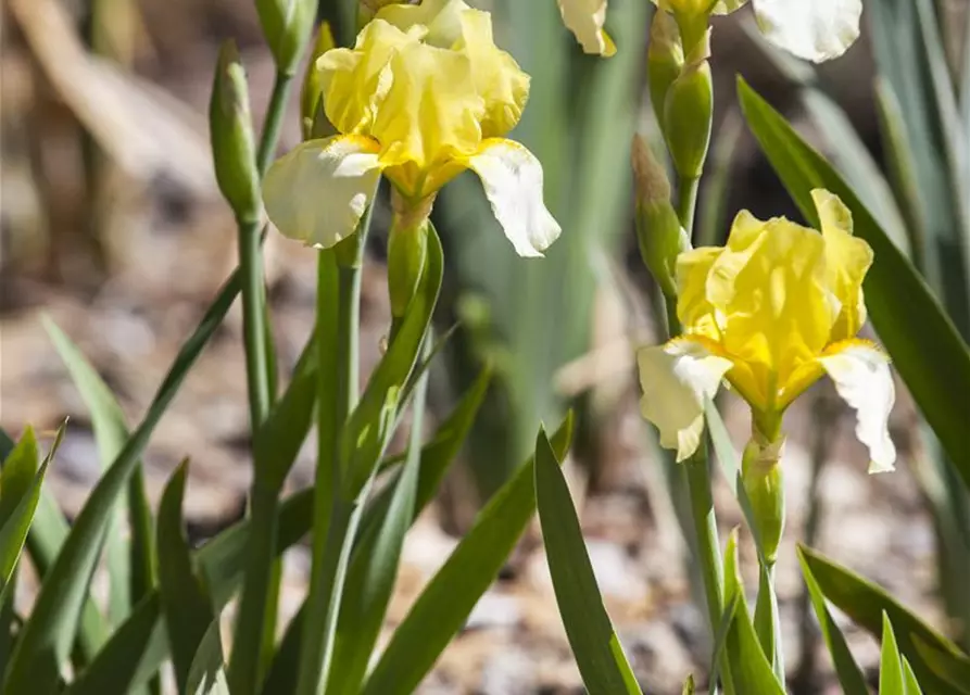 Iris x germanica