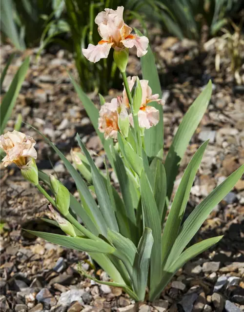 Iris x germanica