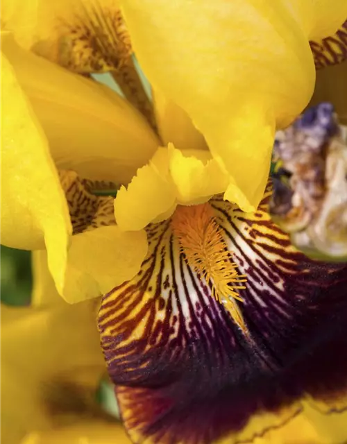 Iris x germanica