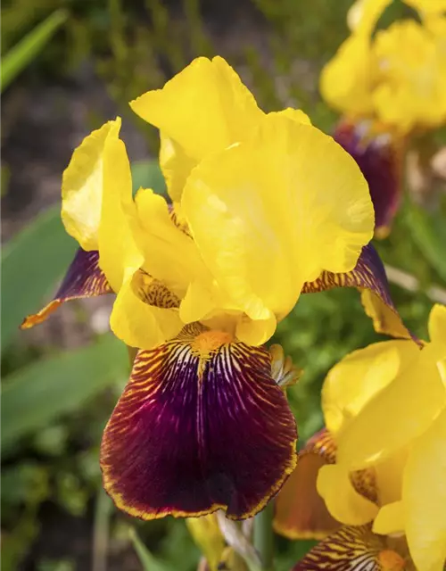 Iris x germanica