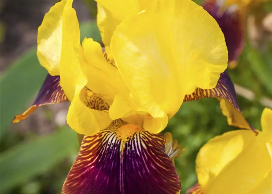 Iris x germanica