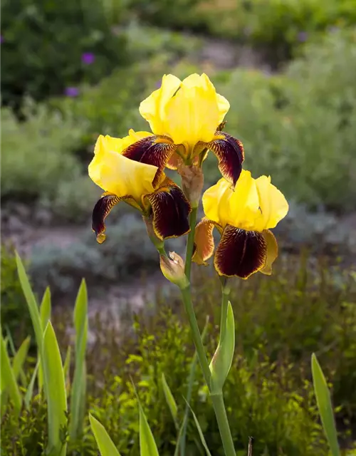 Iris x germanica