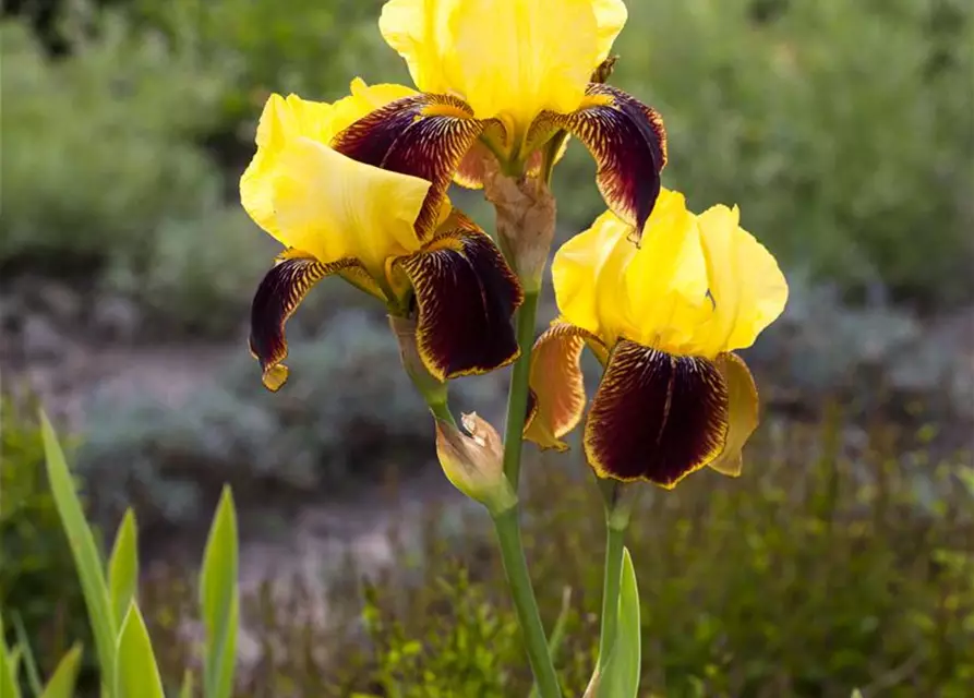 Iris x germanica