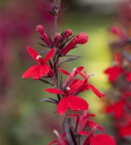 Lobelia x speciosa