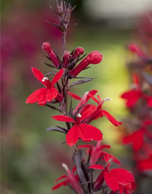 Lobelia x speciosa