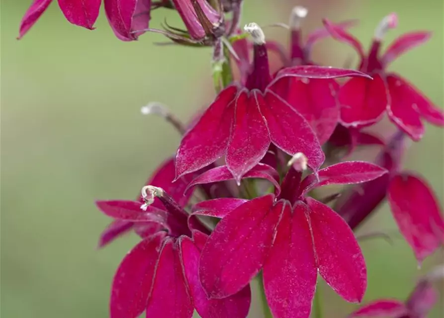 Lobelia x speciosa