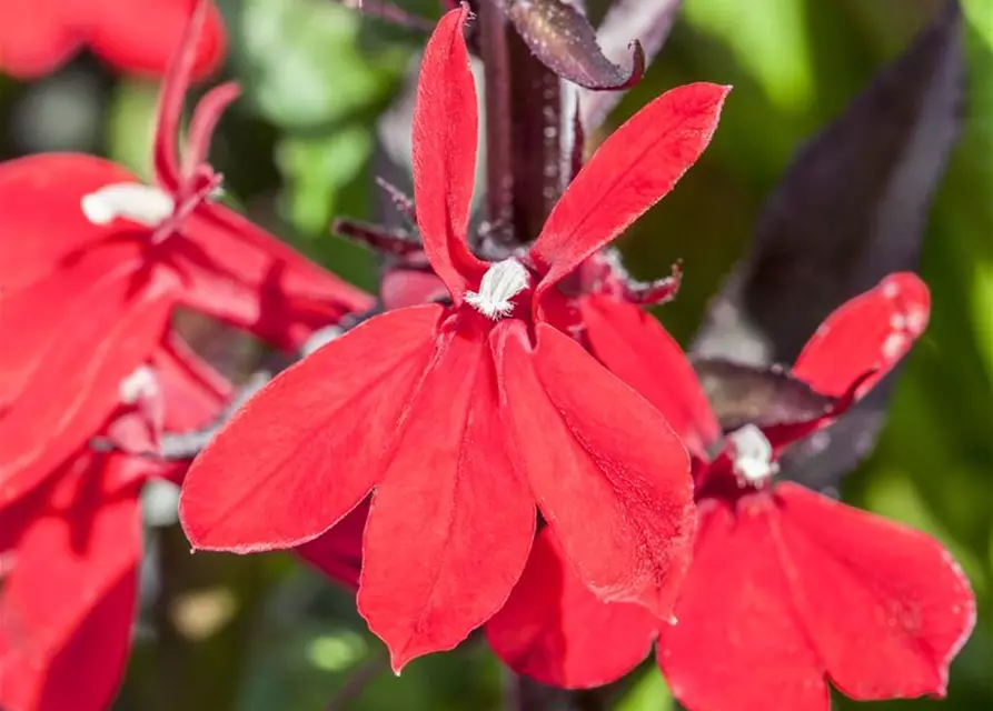 Lobelia x speciosa