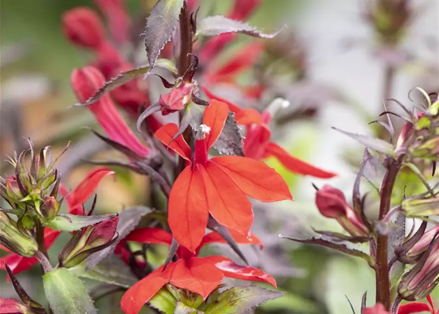 Lobelia x speciosa