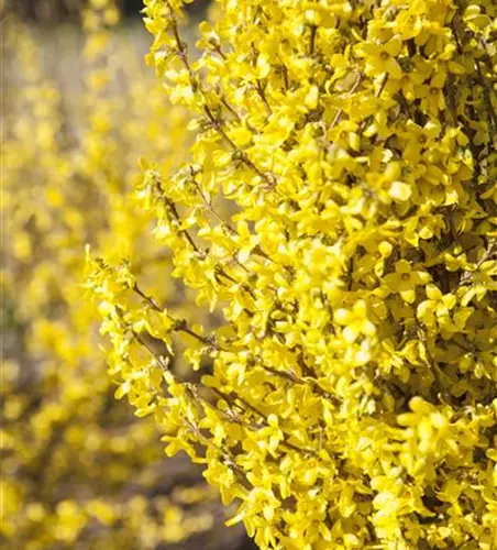 Forsythia x intermedia 'Week End'®