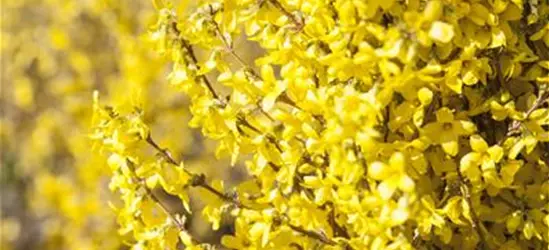 Forsythia x intermedia 'Week End'®