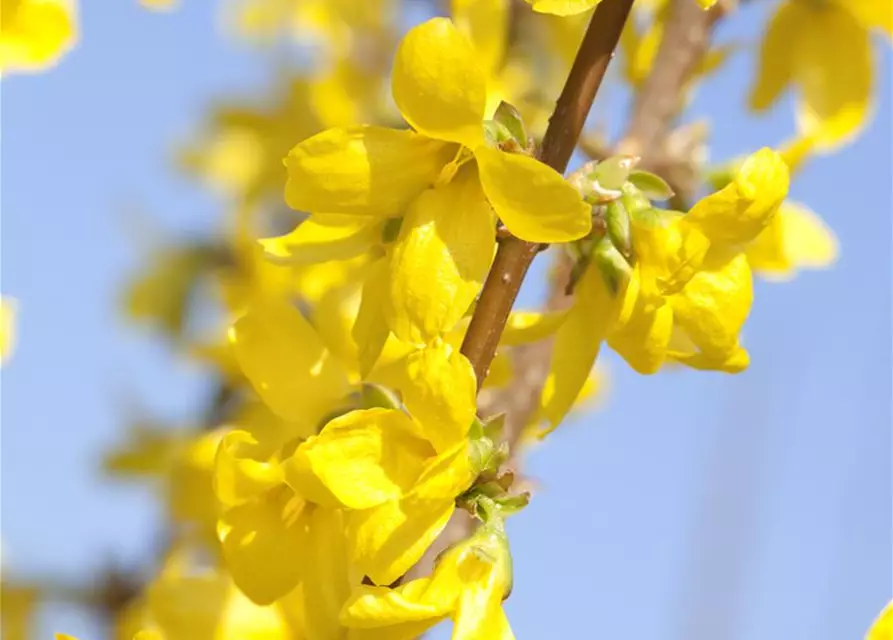 Forsythia x intermedia 'Week End'®