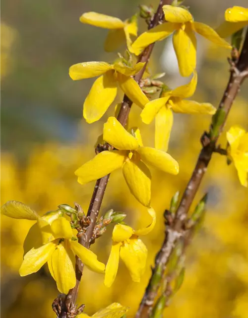 Forsythia x intermedia 'Week End'®