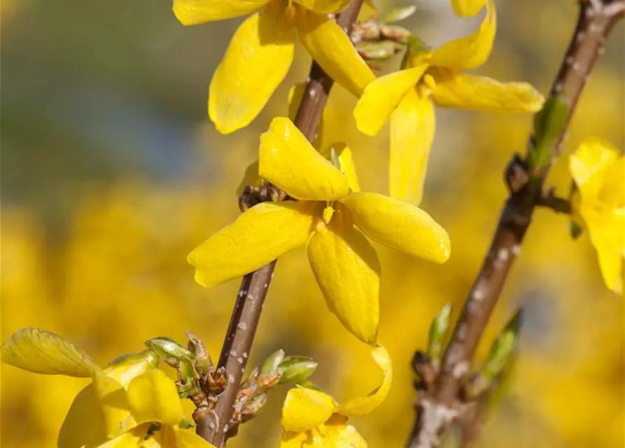 Forsythia x intermedia 'Week End'®