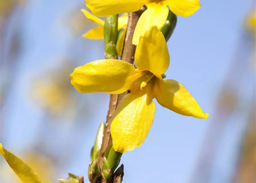 Forsythia x intermedia 'Week End'®