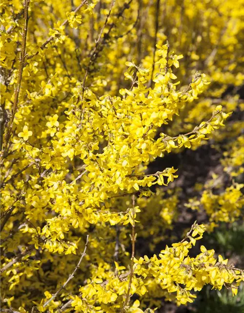 Forsythia x intermedia 'Week End'®