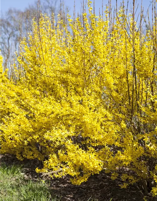 Forsythia x intermedia 'Week End'®