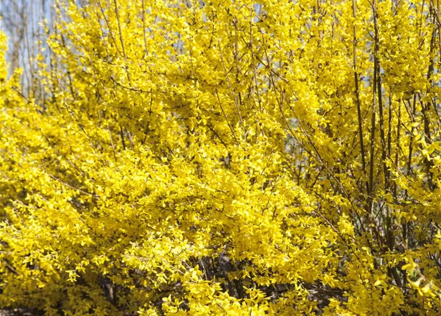 Forsythia x intermedia 'Week End'®