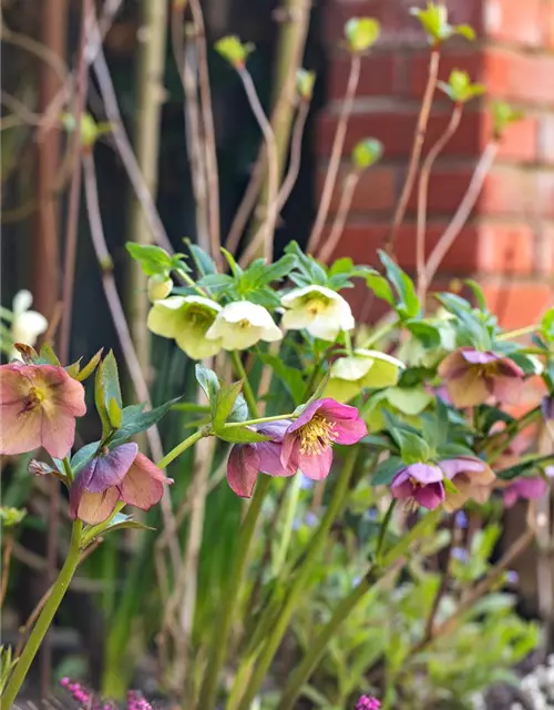 Helleborus orientalis