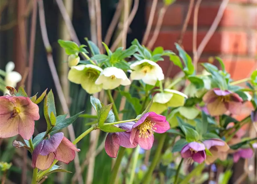 Helleborus orientalis