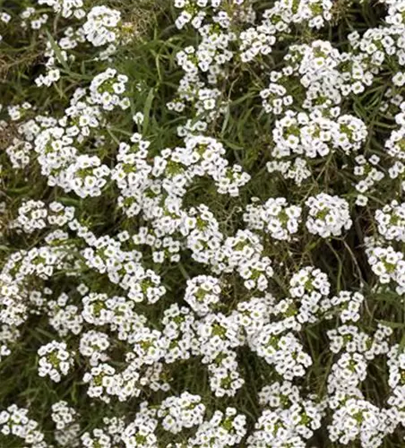 Lobularia maritima