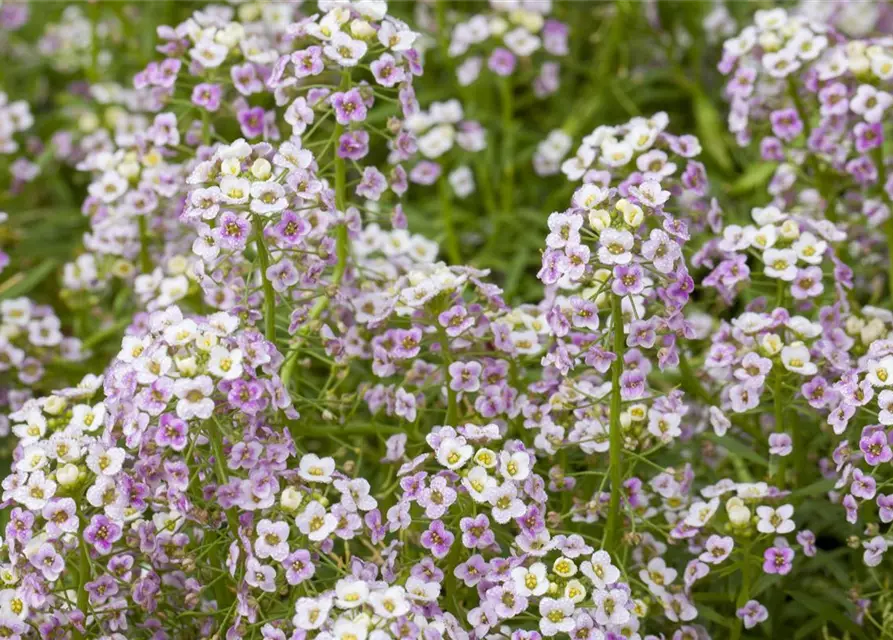 Lobularia maritima