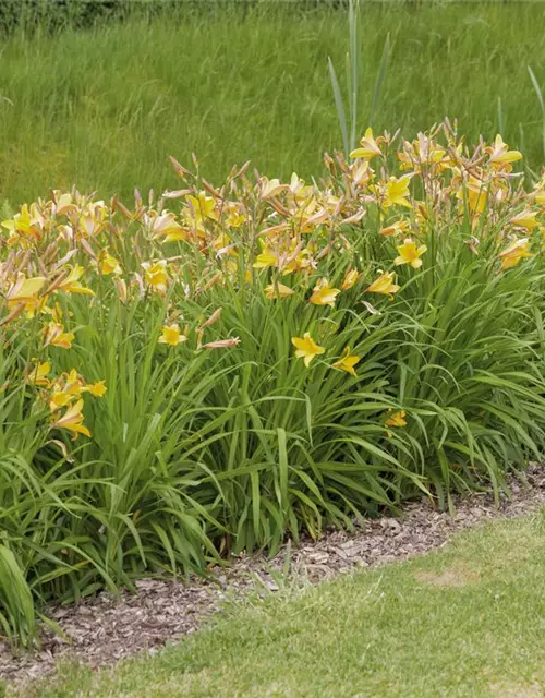 Hemerocallis