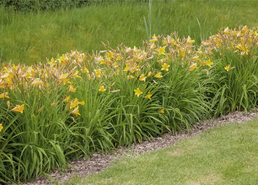 Hemerocallis