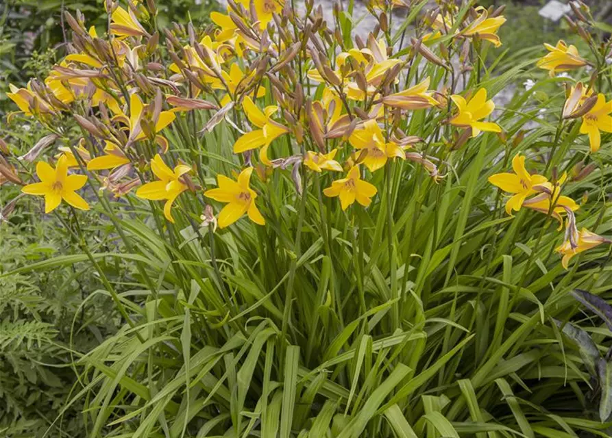 Hemerocallis