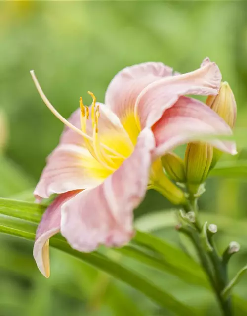 Hemerocallis