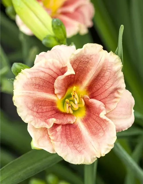 Hemerocallis