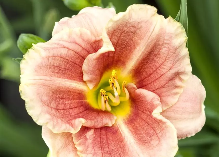 Hemerocallis