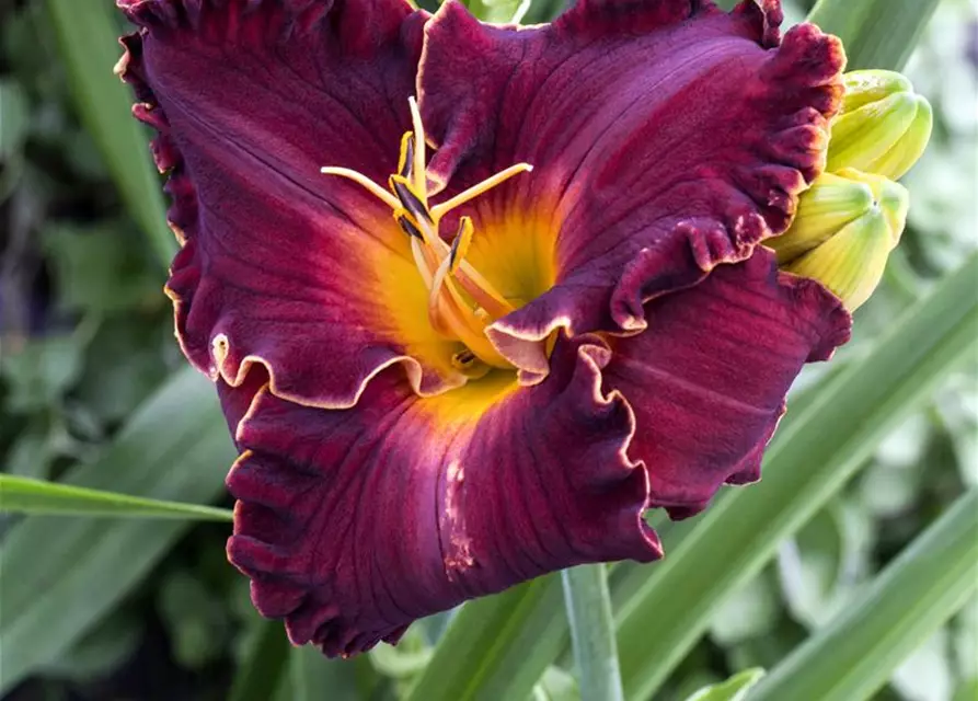 Hemerocallis