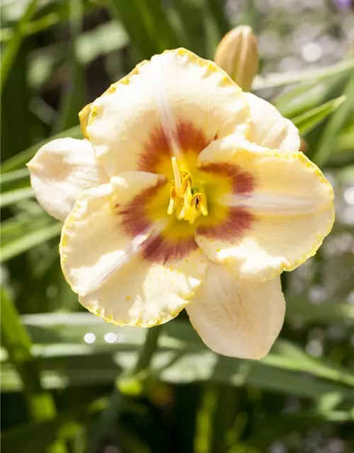 Hemerocallis