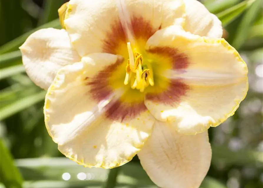 Hemerocallis