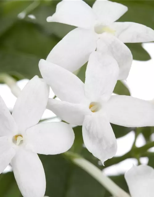 Jasminum polyanthum