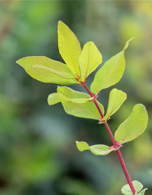 Lonicera caerulea var. kamtschatica