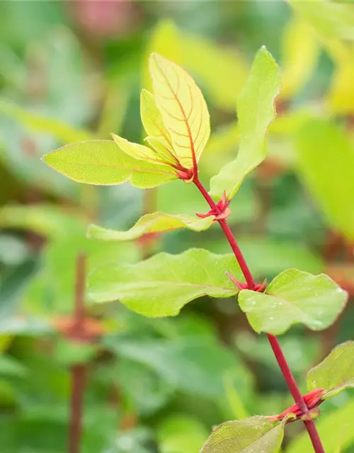 Lonicera caerulea var. kamtschatica