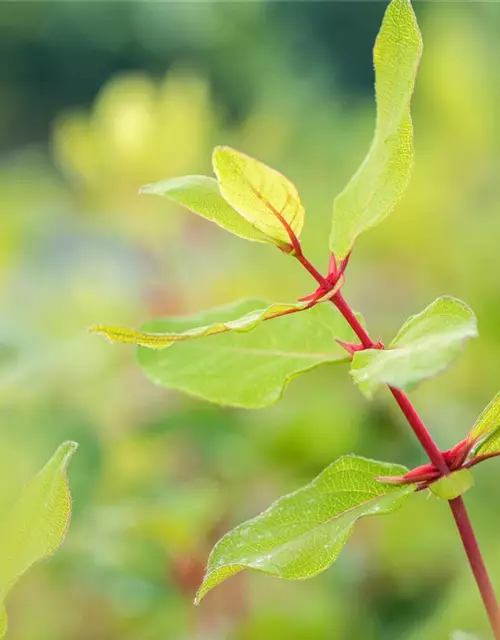 Lonicera caerulea var. kamtschatica