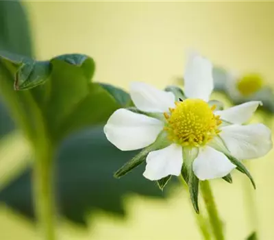 Fragaria x ananassa 'Elan'