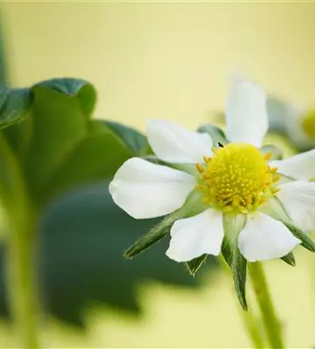 Fragaria x ananassa 'Elan'