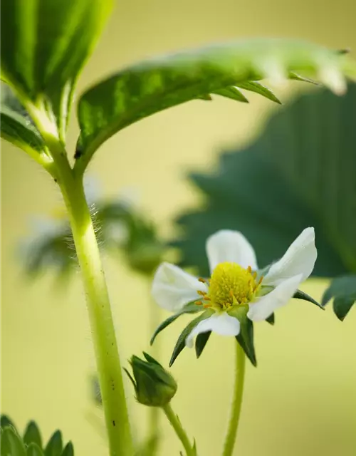 Fragaria x ananassa 'Elan'