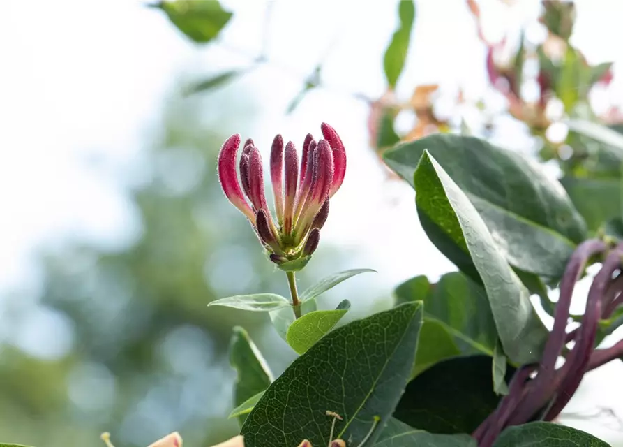 Lonicera heckrottii