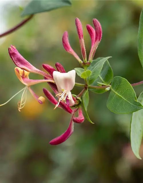 Lonicera heckrottii